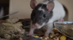 Mint a születésből származó patkányok etetése, rágcsálók 1 hónap